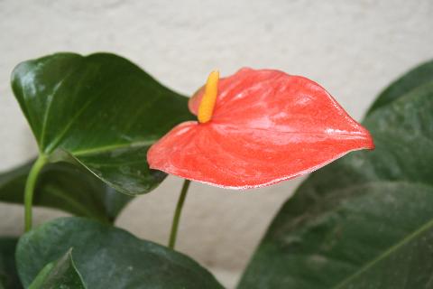 Goa Flowers - Download Goa Photos